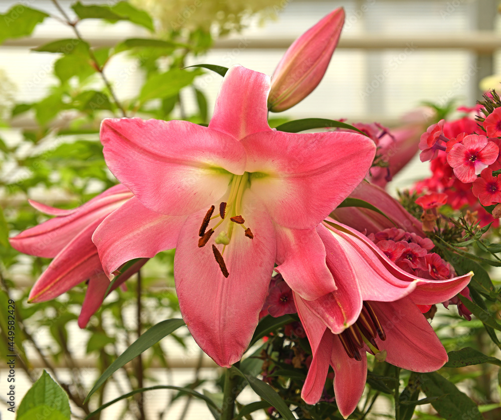 Oriental Lilium hybrid Tabledance. Broad pink petals with soft white centre Oriental Lilium hybrid Tabledance. Broad pink petals with soft white centre