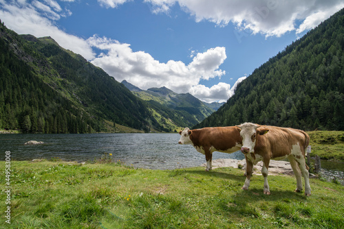 Kühe an einem Bergsee