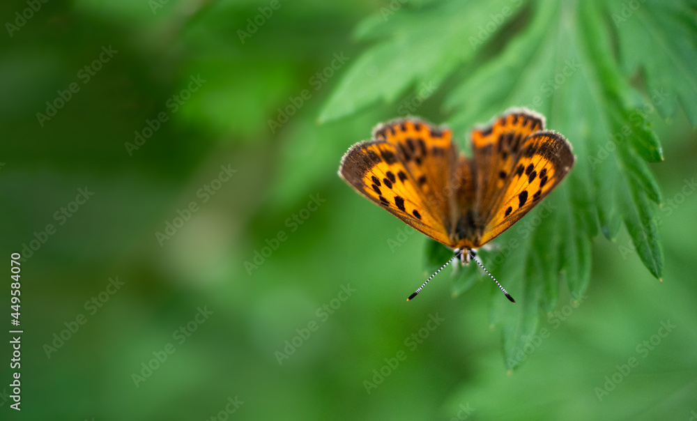 Motyl na zielonym liściu, tło, szerokie Motyl na zielonym liściu, tło, szerokie