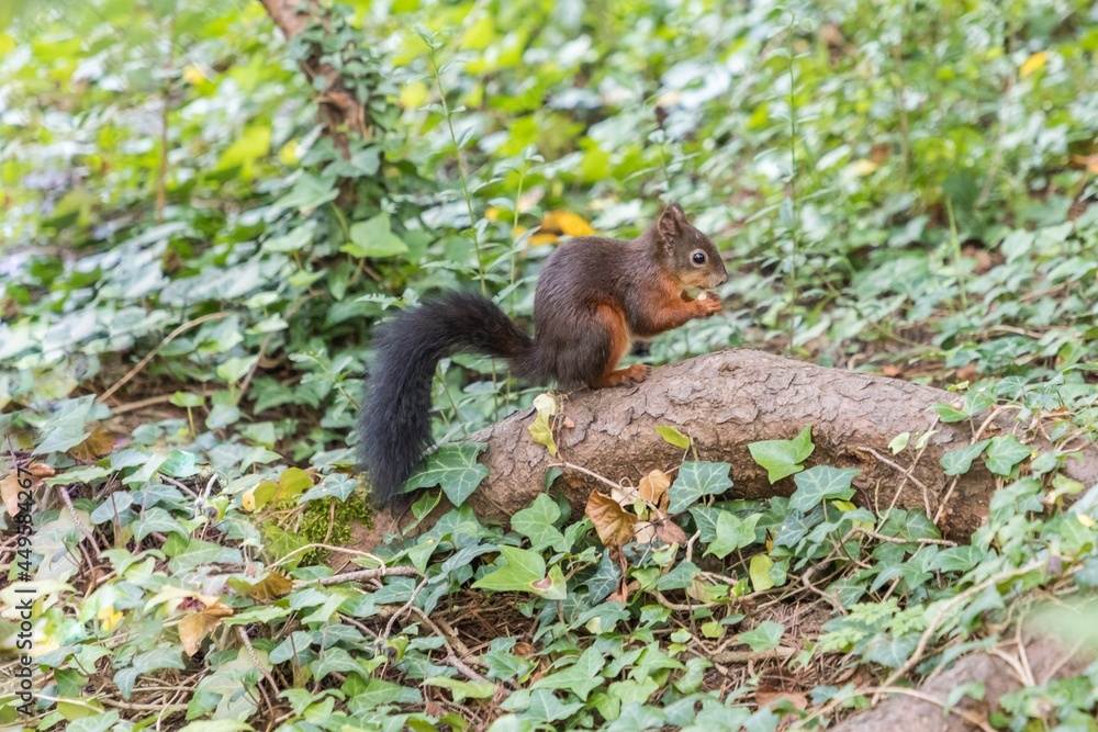 Obraz premium Beautiful squirrel sitting on tree root with nut in paws. Wildlife mammal animal in wild forest. Cute shy rodent creature in nature environment collecting and hiding acorns in summer autumn