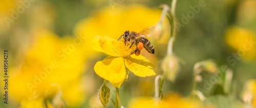 Honey bee garden flight pollinating flower and collecting pollen. Closeup of insect in its ecosystem environment. Animal is flying to flowers busy working collect nectar. Important species protection © azur13