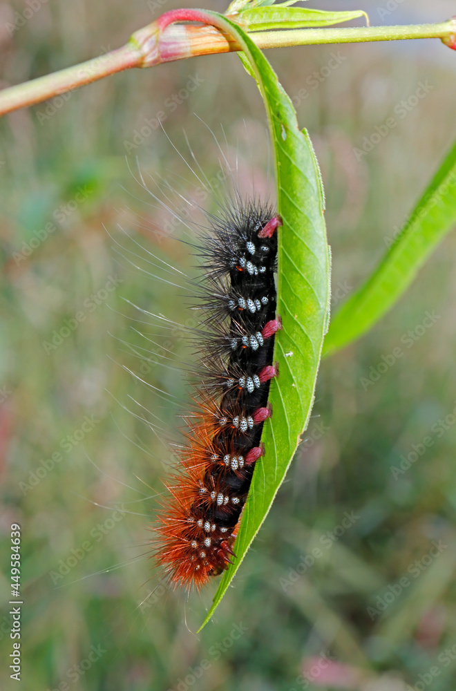 Fototapeta premium Close-up of a hairy caterpillar sitting on a leaf in natural environment.