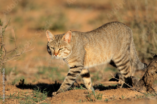 African wild cat (Felis silvestris lybica) in natural habitat, Kalahari desert, South Africa. photo