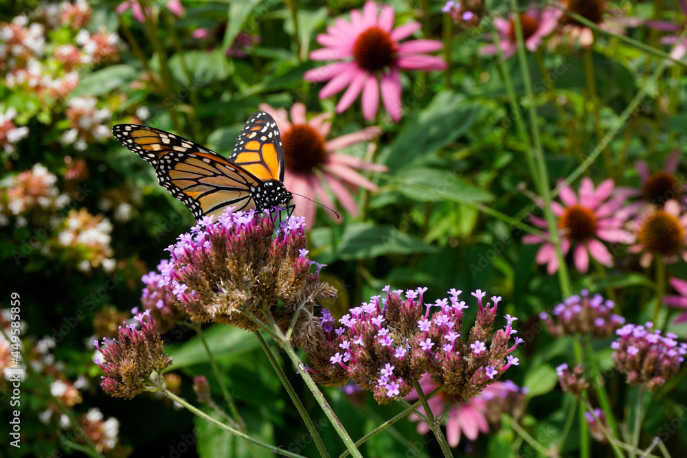 Monarch butterfly gathering nectar on pink flowers Monarch butterfly gathering nectar on pink flowers