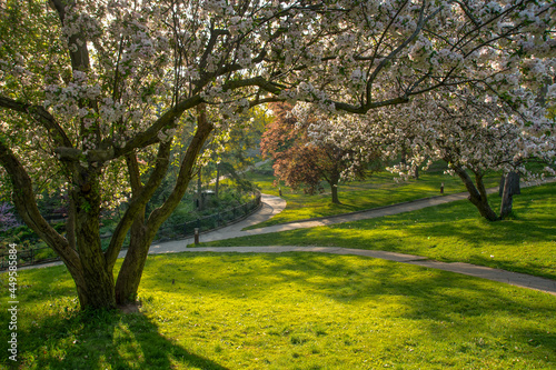 Canvas Print A cherry blossom tree stands in the foreground, framing a network of walkways leading through the lush greenery of High Park in Toronto, Ontario