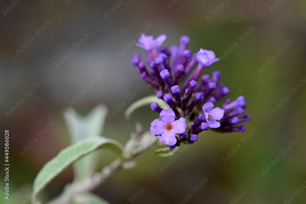 Summer lilac, butterfly-bush // Schmetterlingsflieder (Buddleja davidii)