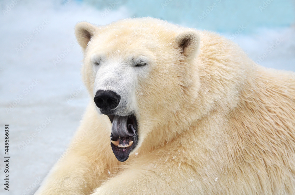 polar bear cub