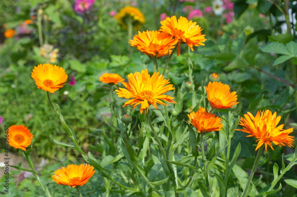 Blooming orange calendula (Lat. Calendula officinalis) on a flower bed in a summer garden Blooming orange calendula (Lat. Calendula officinalis) on a flower bed in a summer garden