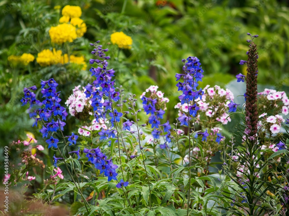 Obraz premium Delphinium and other flowers in a flower bed in the garden