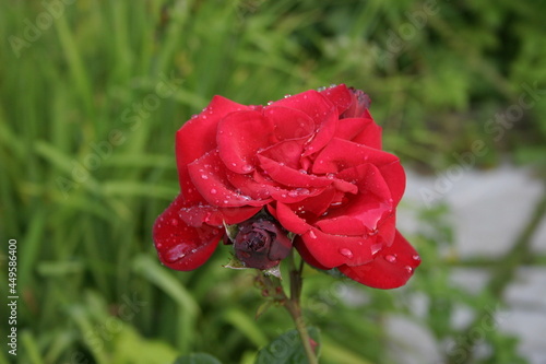 Rad rose in the garden 