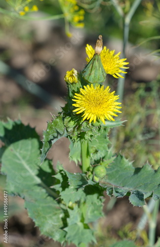 Yellow thistle (lat. Sonchus oleraceus) grows in the wild