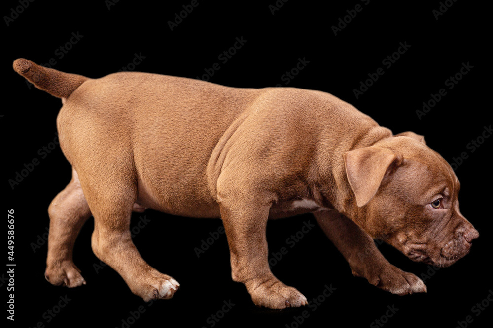 A brown American bully puppy with uncut ears. A brown American bully puppy with uncut ears.
