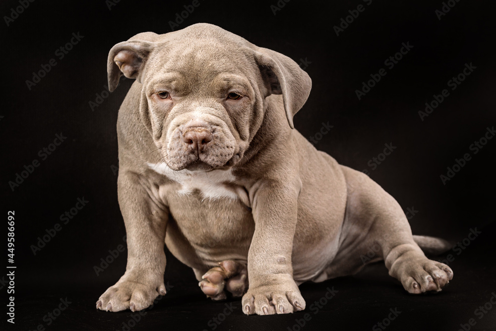 A liliac American bully puppy with uncut ears. A liliac American bully puppy with uncut ears.