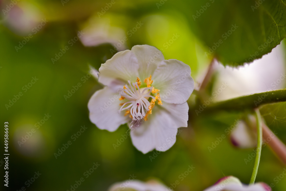 Pistillate flower of Variegated Kiwi Vine (Actinidia kolomikta) in orchard Pistillate flower of Variegated Kiwi Vine (Actinidia kolomikta) in orchard