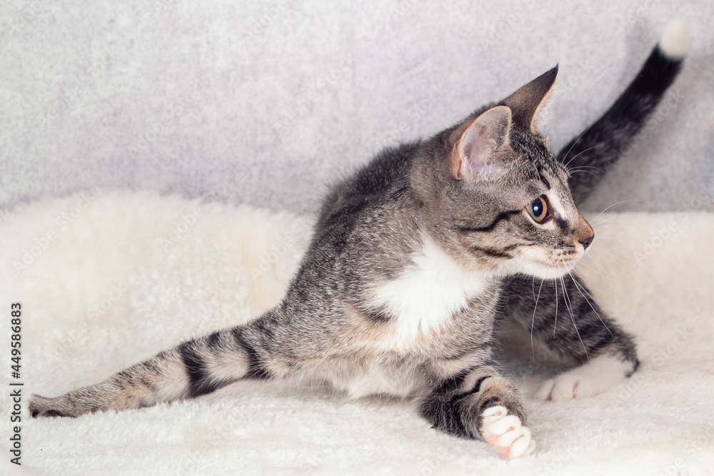 A striped mongrel kitten lies at home on a gray mat. Close-up, selective focus A striped mongrel kitten lies at home on a gray mat. Close-up, selective focus