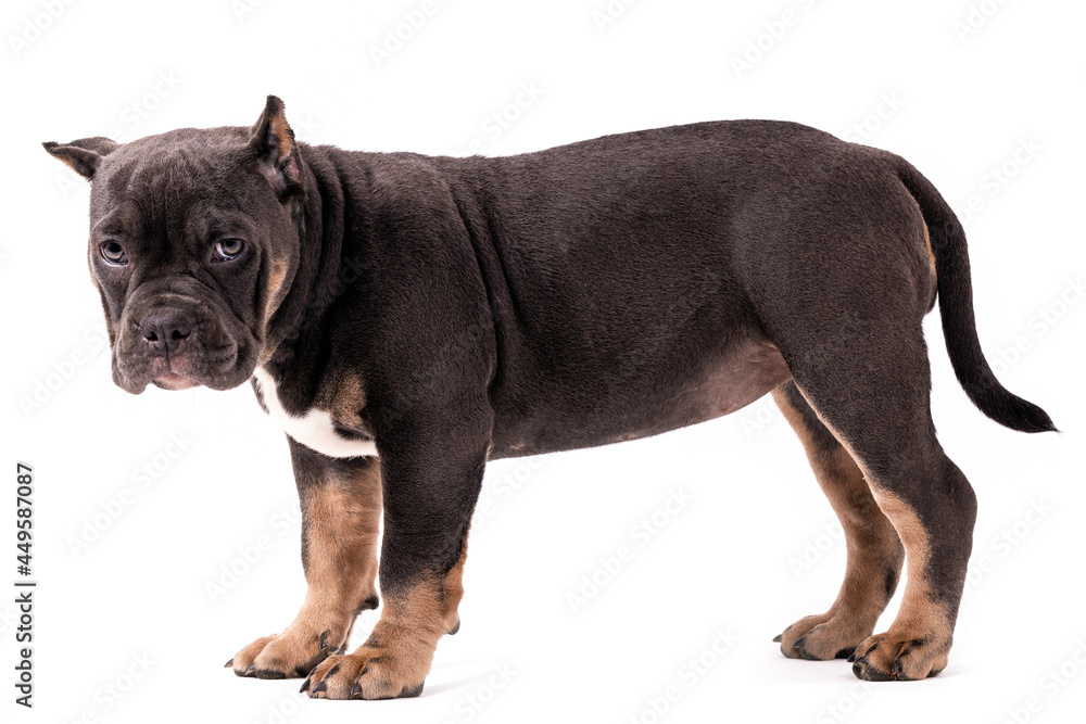 Fototapeta premium A puppy of the American Bully breed of the tricolor color. A newly created companion dog breed in the United States.