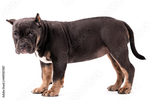 A puppy of the American Bully breed of the tricolor color. A newly created companion dog breed in the United States. © Ekaterina Kolomeets