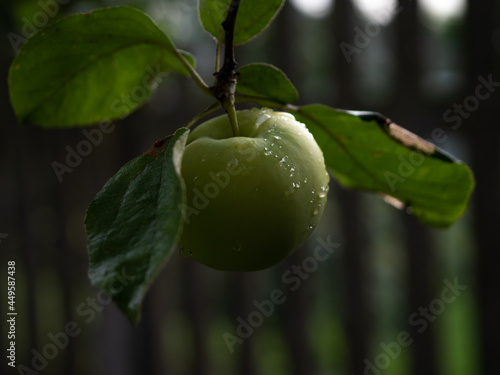 Zielone jabłko na drzewie, jabłonka, gałąź i liście, natura, rosa