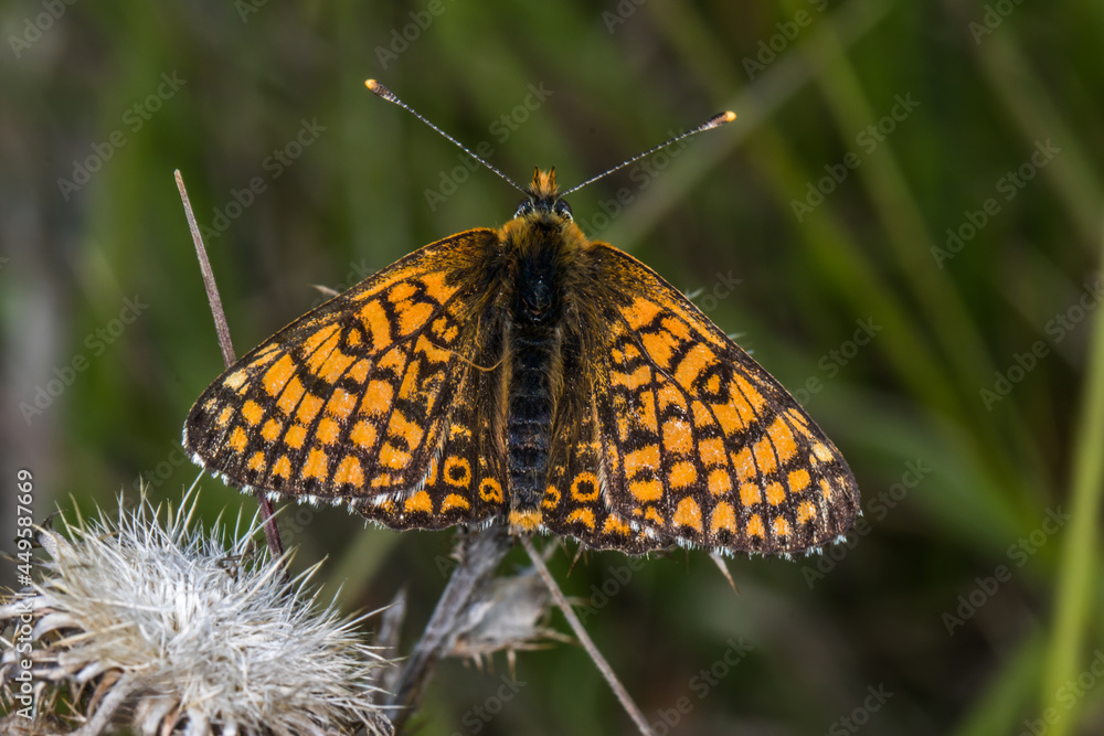 Glanville fritillary (Melitaea cinxia)
