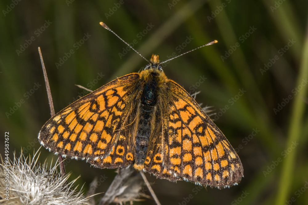 Glanville fritillary (Melitaea cinxia) Glanville fritillary (Melitaea cinxia)