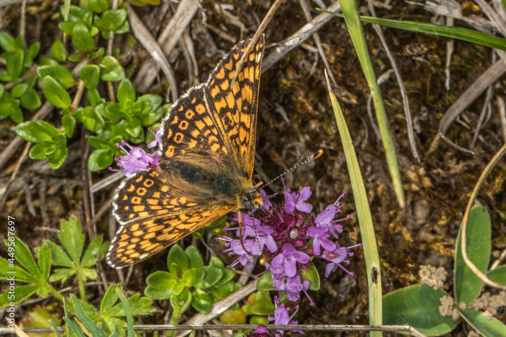 Glanville fritillary (Melitaea cinxia)