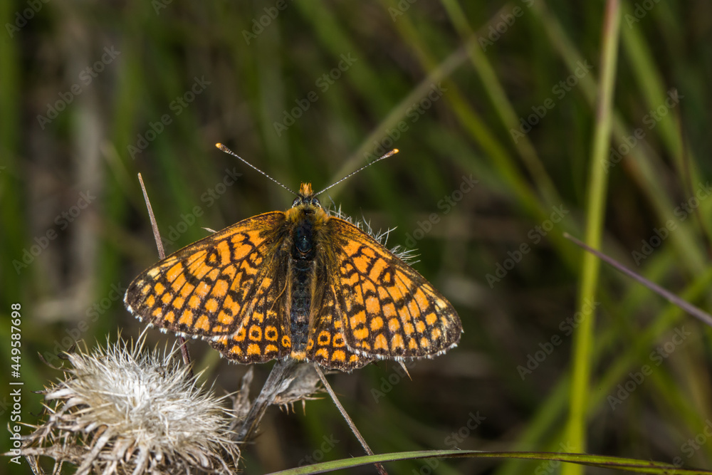 Glanville fritillary (Melitaea cinxia)