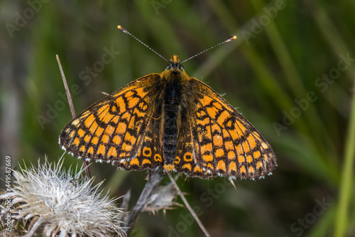 Obraz na płótnie Glanville fritillary (Melitaea cinxia) w salonie
