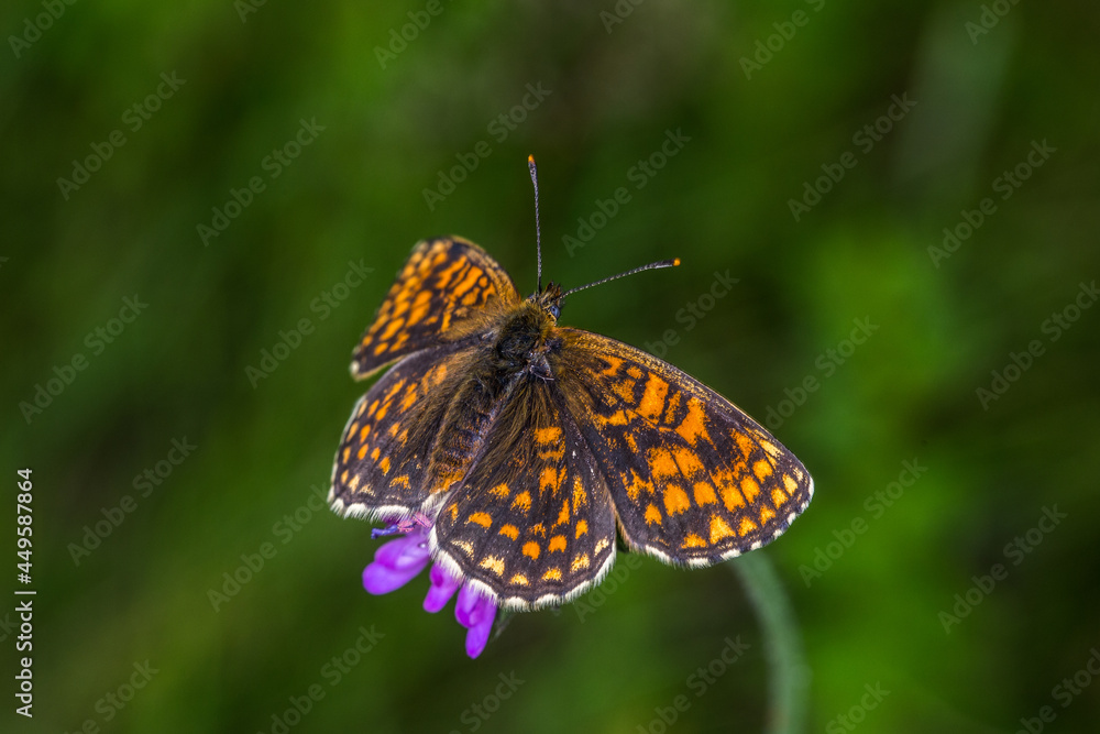 Heath fritillary (Melitaea athalia)