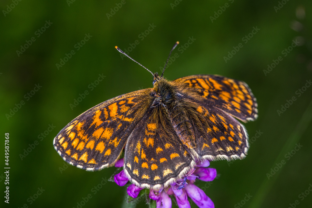 Heath fritillary (Melitaea athalia)