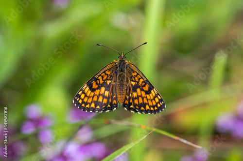 Obraz na płótnie Heath fritillary (Melitaea athalia) w salonie