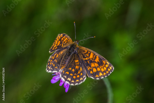 Obraz na płótnie Heath fritillary (Melitaea athalia) w salonie