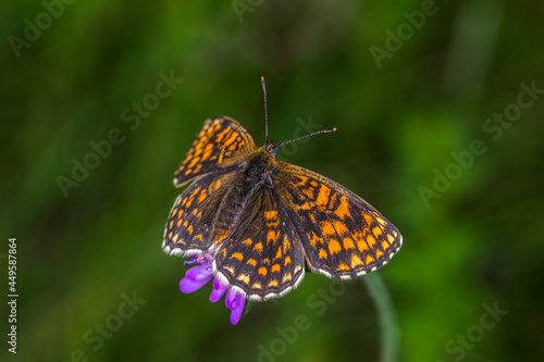 Heath fritillary (Melitaea athalia) © Rosemarie Kappler