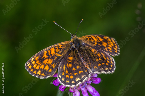Obraz na płótnie Heath fritillary (Melitaea athalia) w salonie