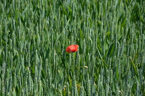 poppy in a rye field