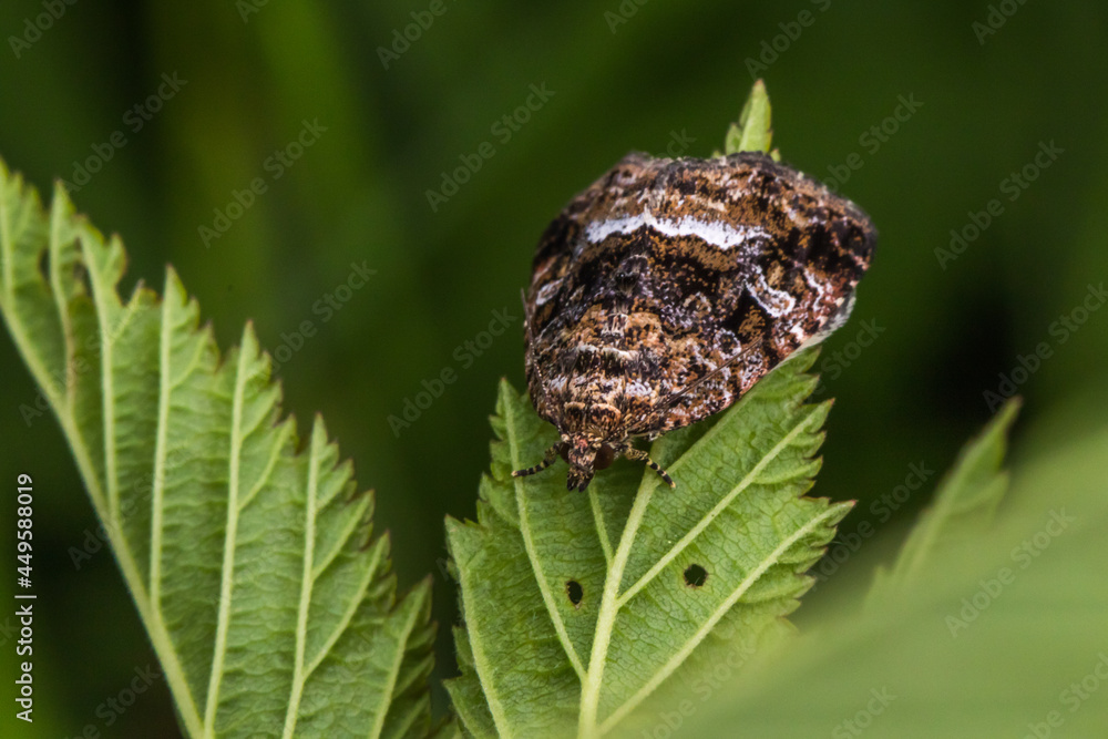 Marbled white spot(Protodeltote pygarga)
