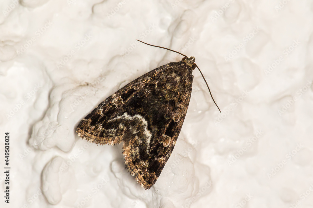 Marbled white spot(Protodeltote pygarga)
