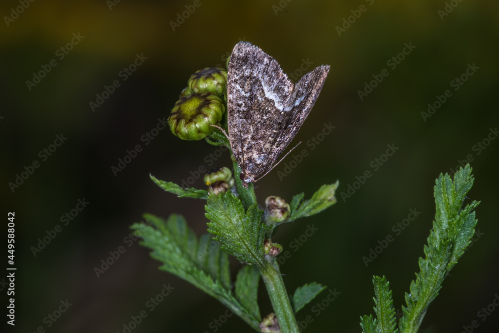 Marbled white spot(Protodeltote pygarga)