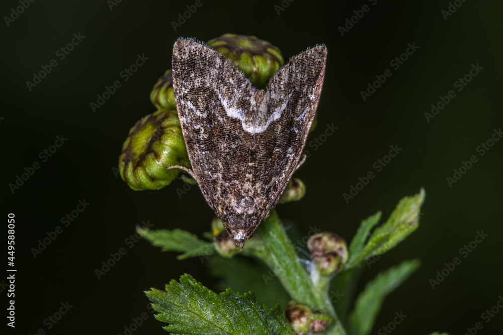 Marbled white spot(Protodeltote pygarga)
