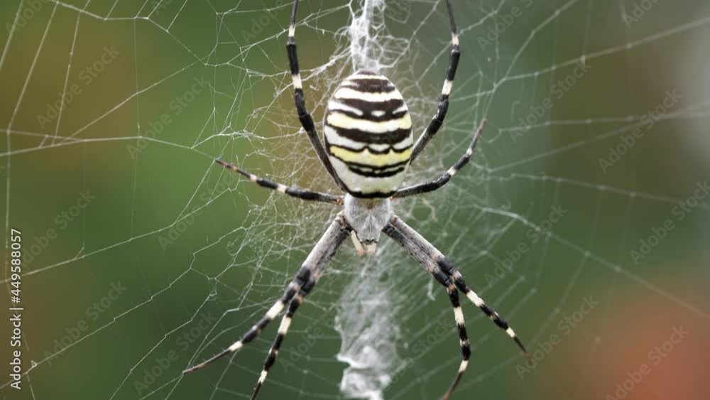 Argiope bruennichi. The predatory wasp spider entangles its prey in a web.
Argiope bruennichi. The predatory wasp spider entangles its prey in a web.