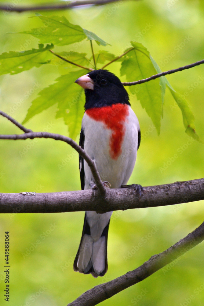 Fototapeta premium robin on a branch