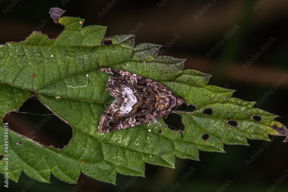 Marbled white spot(Protodeltote pygarga)