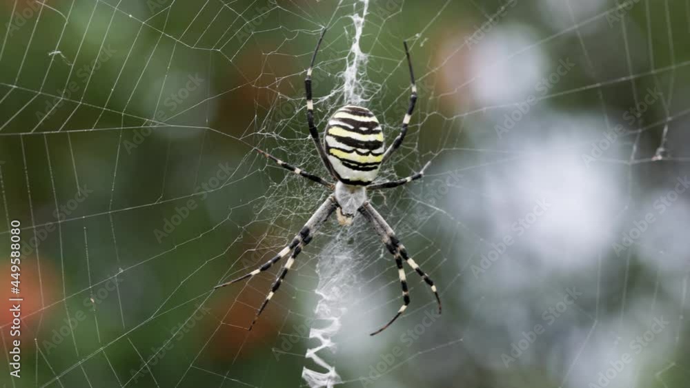 Argiope bruennichi. The predatory wasp spider entangles its prey in a web.
Argiope bruennichi. The predatory wasp spider entangles its prey in a web.
