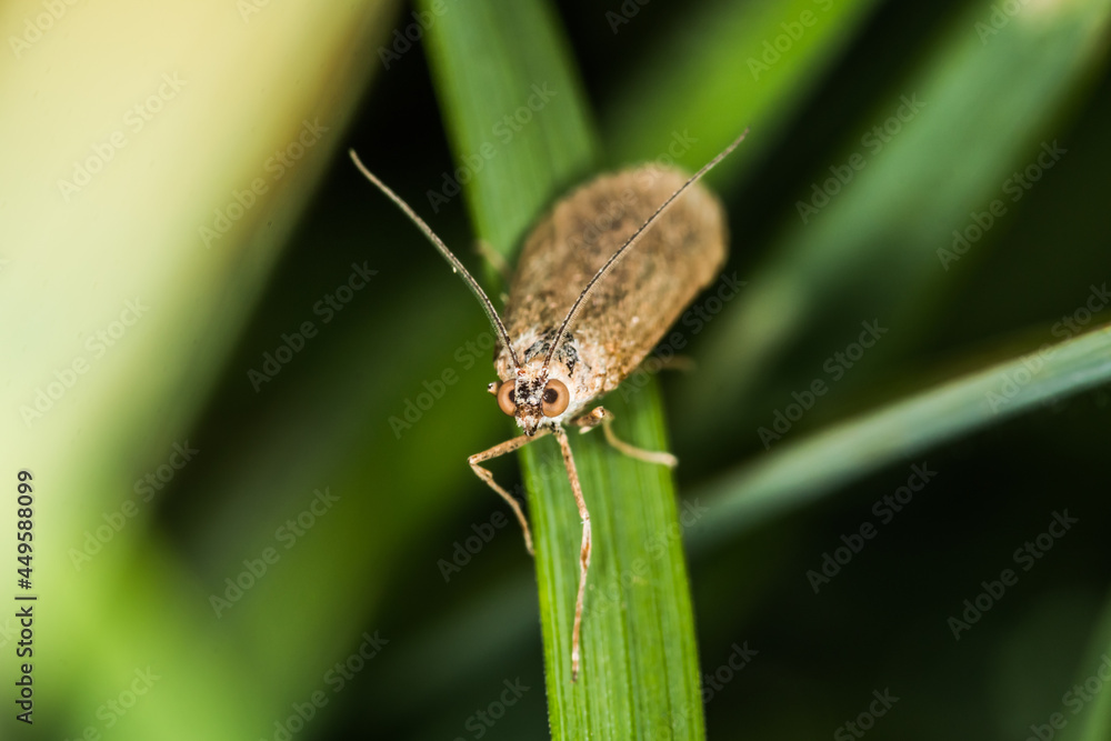 Rush veneer (Nomophila noctuella)