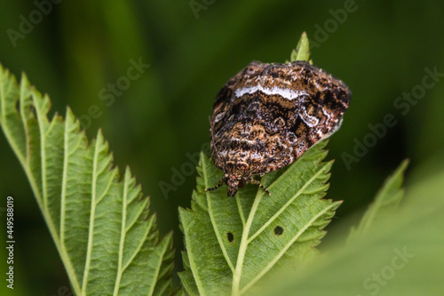 Obraz na płótnie Marbled white spot(Protodeltote pygarga) w salonie