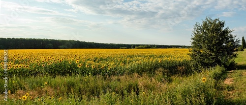 sunflowers, field with sunflowers in summer, yellow fields with sunflowers, sunflowers against the blue sky