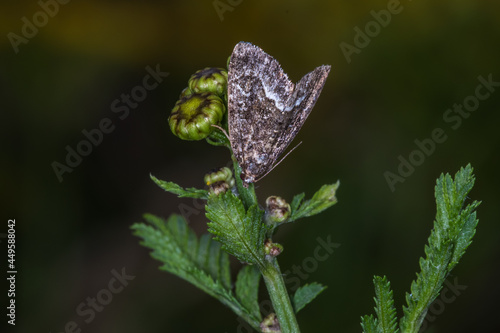 Obraz na płótnie Marbled white spot(Protodeltote pygarga) w salonie