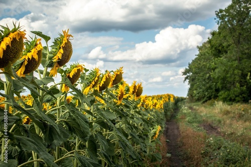 sunflowers, field with sunflowers in summer, yellow fields with sunflowers, sunflowers against the blue sky