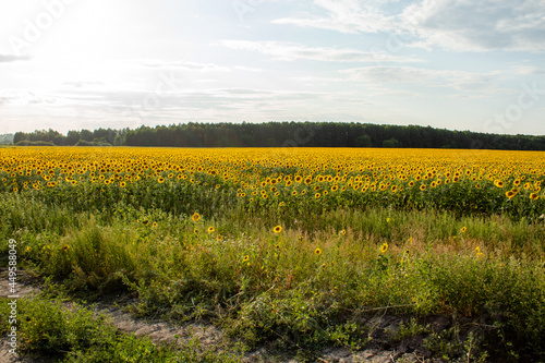 sunflowers, field with sunflowers in summer, yellow fields with sunflowers, sunflowers against the blue sky