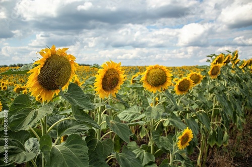 sunflowers, field with sunflowers in summer, yellow fields with sunflowers, sunflowers against the blue sky