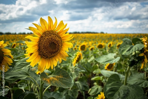 sunflowers, field with sunflowers in summer, yellow fields with sunflowers, sunflowers against the blue sky